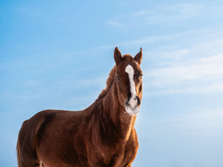 A horse portrait against the sky