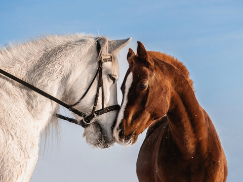 A kiss of two horses against the sky