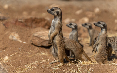 Meerkats standing on back foot watching for predators
