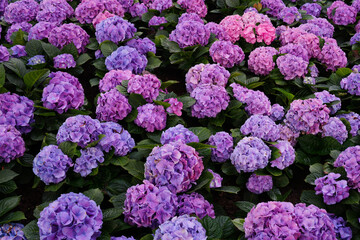 Hydrangea flower in garden for background