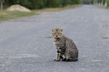 A cat in the village.A cute tabby cat is sitting on the road.The life of pets in the village.