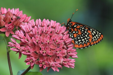 Baltimore checkerspot butterfly (euphydryas phaeton) butterfly on purple milkweed flower (asclepias...