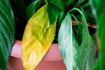 Close-up of dehydrated and withered leaves of an evergreen spathiphyllum plant. The concept of...