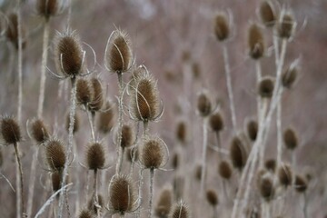 wild Teasel in the snowless Winter