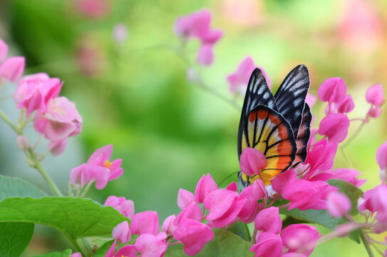 Painted Jezebel butterfly with maxican creeper pink flowers beautiful in nature background