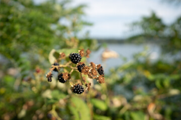 Blackberries ready for picking