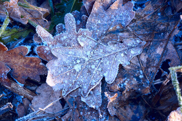 frozen leaves in forest