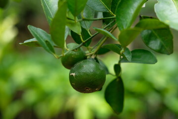Lime - Close up detail lime green, lime green in the garden