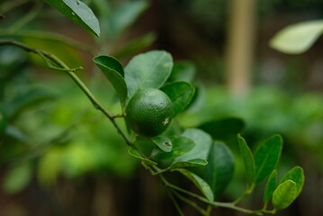 Lime - Close up detail lime green, lime green in the garden