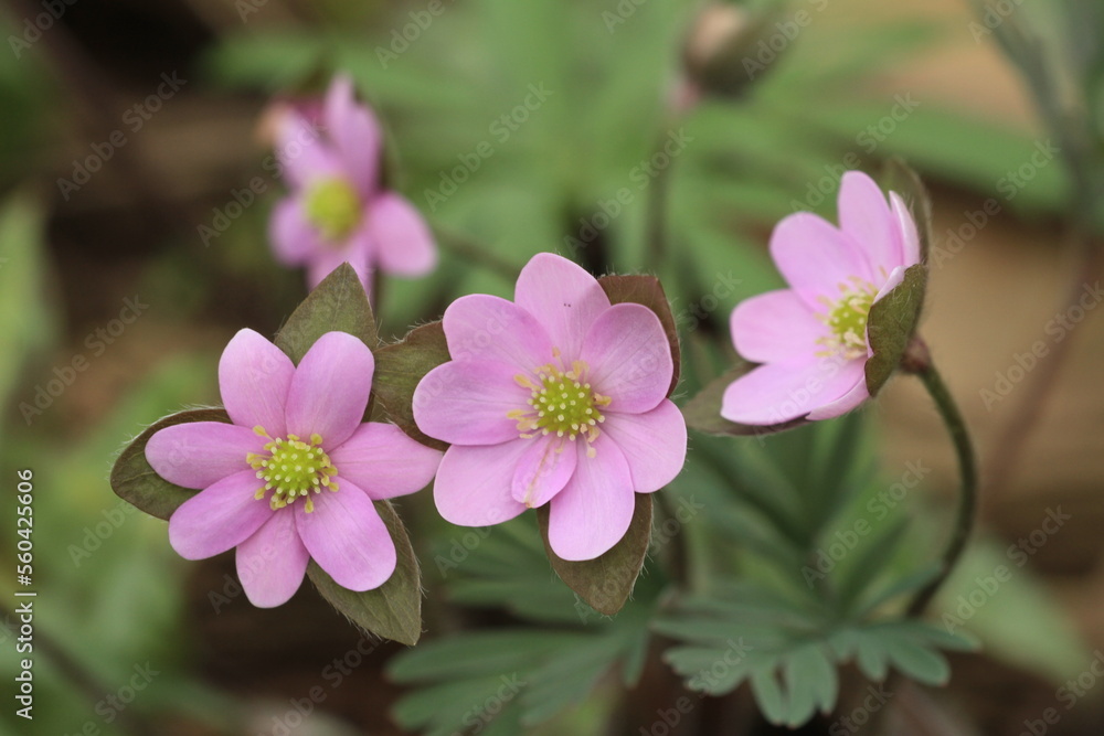 Poster sharp lobed hepatica (anemone acutiloba) flowers spring ephemeral