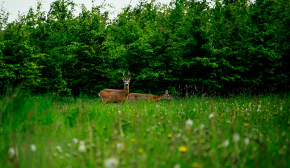 deer in the grass