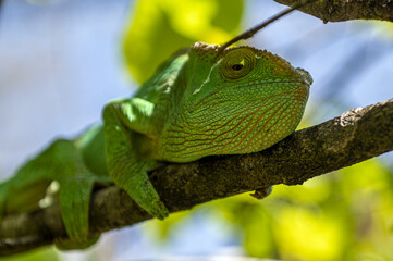 Green chameleon - Chamaeleo calyptratus, Wild nature Madagascar