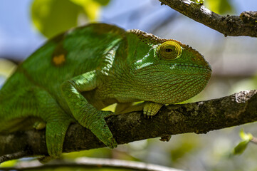 Green chameleon - Chamaeleo calyptratus, Wild nature Madagascar