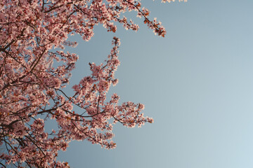 blossom in spring against sky