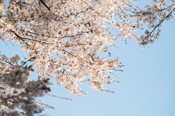 blossom in spring