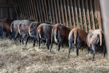 Goats eating