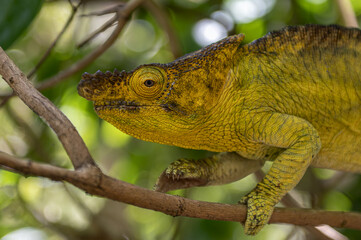 Chameleon Furcifer Pardalis, Madagascar nature