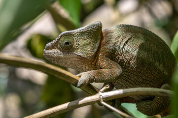 Chameleon Furcifer Pardalis, Madagascar nature