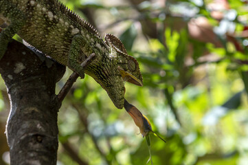Chameleon Furcifer Pardalis, Madagascar nature