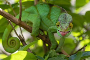 Green chameleon - Chamaeleo calyptratus eating insect, Wild nature Madagascar