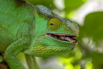 Wandcirkels tuinposter Green chameleon - Chamaeleo calyptratus eating insect, Wild nature Madagascar © mirecca