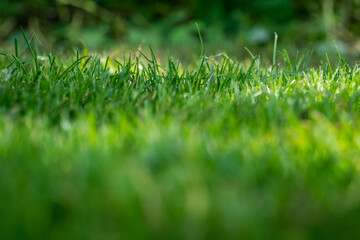 nicely cut grass in the garden