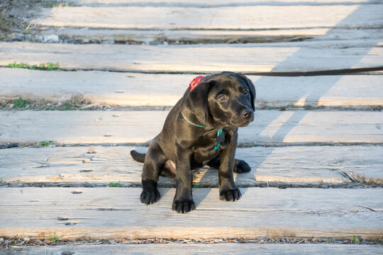 Black Labrador puppy sitting on decking urinating