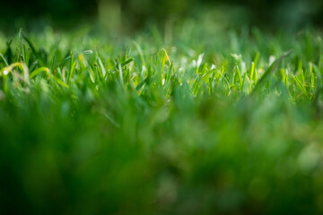 nicely cut grass in the garden