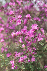 Fototapeta premium Rhododendron flower in the botanical garden in the spring close up