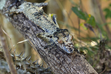 Leaf-tailed Gecko / Uroplatus phantasticus, Madagascar nature