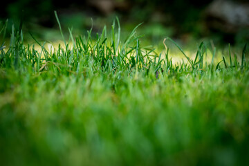 nicely cut grass in the garden