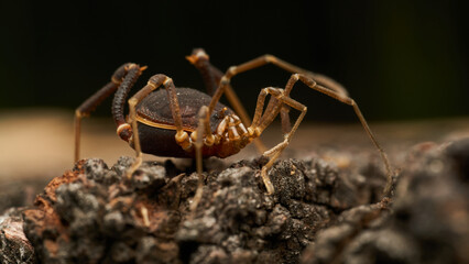 Details of an Opillon walking between brown branches