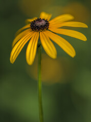 Simple cheer exudes from a black-eyed Susie in a neighborhood garden, Buckhead, Atlanta, Georgia