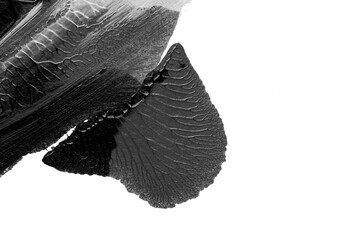 black white abstract acrylic painting color texture on white paper background by using rorschach...
