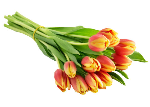 Blumenstrau&szlig; Tulpen mit schleife freigestellt  Hintergrund transparent
