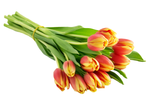 Blumenstrauß Tulpen mit schleife freigestellt  Hintergrund transparent - Powered by Adobe