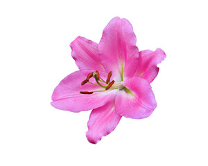 Closeup pink pollen lily flower isolated on white background. This has clipping path.