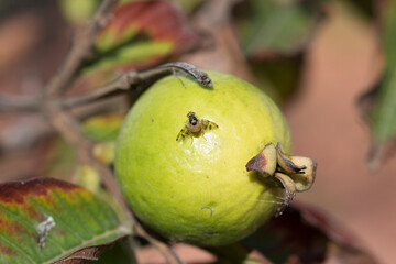 Ceratitis capitata picando una fruta de guayaba