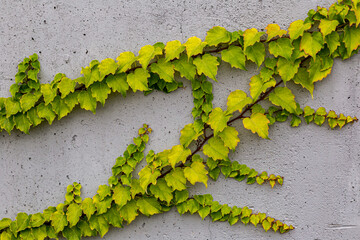 White concrete wall half covered with Parthenocyss tricuspidate Veitchii or Boston ivy, grape ivy,...
