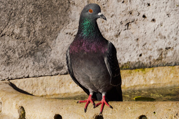 A pigeon resting on the side of a stone fountain at a city park.