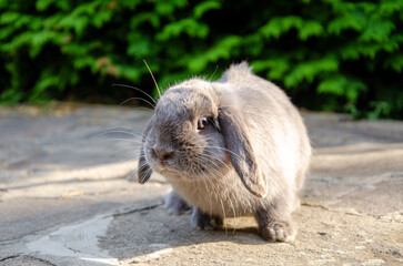 Gray rabbit is playing on the street in the summer. Green background.