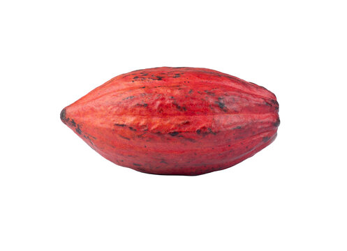 Red cocoa fruit isolated over white background