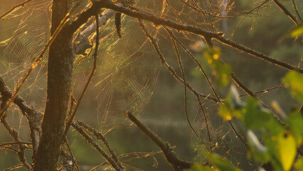 Spider web cobweb on tree in morning at sunrise in bog. Web weaving on background of green foliage of trees. Big beautiful round web macro close-up view. Nature green background