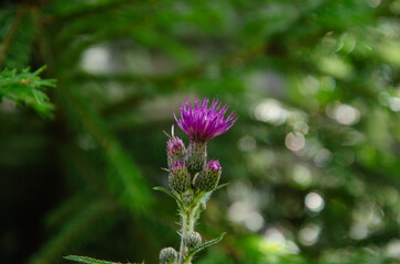 flowering milk thistle in summer, background