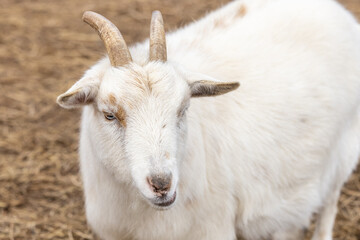 portrait of a goat
