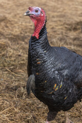 Turkey at a roadside petting zoo,