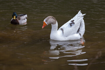 White goose swimming in the lake