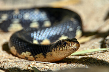 Malagasy giant hognose snake (Leioheterodon madagascariensis) Madagascar nature