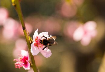 bumblebee collects honey on peach blossom