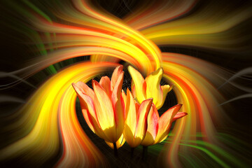 Tulipes flammes